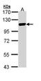 Minichromosome Maintenance Complex Component 3 antibody, PA5-29106, Invitrogen Antibodies, Western Blot image 