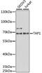 Transporter 1, ATP Binding Cassette Subfamily B Member antibody, GTX33534, GeneTex, Western Blot image 