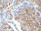 Moesin antibody, M00766, Boster Biological Technology, Immunohistochemistry frozen image 