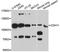 Cadherin 11 antibody, A8110, ABclonal Technology, Western Blot image 