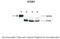 Synapse Defective Rho GTPase Homolog 1 antibody, TA329500, Origene, Western Blot image 