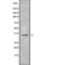 Olfactory Receptor Family 5 Subfamily M Member 3 antibody, abx217544, Abbexa, Western Blot image 