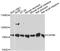 Calpain 9 antibody, A11197-1, Boster Biological Technology, Western Blot image 