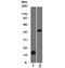 Perilipin-2 antibody, 34-036, ProSci, Western Blot image 