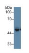 PRKCA-binding protein antibody, abx104548, Abbexa, Western Blot image 