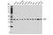 Ubiquitin Recognition Factor In ER Associated Degradation 1 antibody, 13789S, Cell Signaling Technology, Western Blot image 