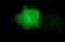 Tubulin Beta 2B Class IIb antibody, LS-C788265, Lifespan Biosciences, Immunofluorescence image 