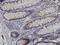 Necdin, MAGE Family Member antibody, H00004692-M02, Novus Biologicals, Immunohistochemistry paraffin image 