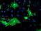 Oxysterol-binding protein 1 antibody, LS-C337411, Lifespan Biosciences, Immunofluorescence image 