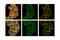 YTH N6-Methyladenosine RNA Binding Protein 1 antibody, 86463S, Cell Signaling Technology, Immunofluorescence image 