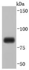 Mitofusin 1 antibody, NBP2-66952, Novus Biologicals, Western Blot image 