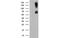 Regulator Of MON1-CCZ1 antibody, MBS833952, MyBioSource, Western Blot image 