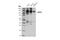 Dipeptidyl Peptidase 4 antibody, 67138S, Cell Signaling Technology, Western Blot image 