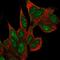 Coilin antibody, HPA068537, Atlas Antibodies, Immunofluorescence image 