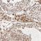 Protein kintoun antibody, HPA004113, Atlas Antibodies, Immunohistochemistry frozen image 
