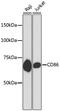 CD86 antibody, 13-807, ProSci, Western Blot image 