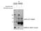 MAPK Activated Protein Kinase 5 antibody, 43-311, ProSci, Immunoprecipitation image 