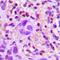 Transforming Growth Factor Beta 2 antibody, orb214662, Biorbyt, Immunohistochemistry paraffin image 