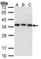 Tubulin Folding Cofactor B antibody, PA5-21400, Invitrogen Antibodies, Western Blot image 