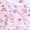 Elongin A antibody, LS-C354095, Lifespan Biosciences, Immunohistochemistry frozen image 