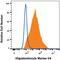 Oligodendrocyte Marker O4 antibody, FAB1326G, R&D Systems, Flow Cytometry image 