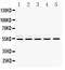 RB Binding Protein 4, Chromatin Remodeling Factor antibody, PB9797, Boster Biological Technology, Western Blot image 