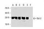 EPF antibody, sc-7382, Santa Cruz Biotechnology, Western Blot image 