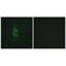 Mannose Receptor C Type 2 antibody, PA5-49886, Invitrogen Antibodies, Immunofluorescence image 