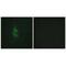 Mannose Receptor C Type 2 antibody, PA5-49886, Invitrogen Antibodies, Immunofluorescence image 