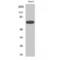 Mitogen-Activated Protein Kinase Kinase Kinase 3 antibody, LS-C384483, Lifespan Biosciences, Western Blot image 