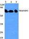 TRAF3 Interacting Protein 1 antibody, A08944-1, Boster Biological Technology, Western Blot image 