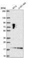 LLP Homolog, Long-Term Synaptic Facilitation Factor antibody, NBP2-55472, Novus Biologicals, Western Blot image 