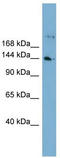 WD Repeat Domain 35 antibody, TA344764, Origene, Western Blot image 