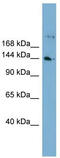 WD repeat-containing protein 35 antibody, TA344764, Origene, Western Blot image 