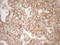 Pellino E3 Ubiquitin Protein Ligase 1 antibody, LS-C340296, Lifespan Biosciences, Immunohistochemistry paraffin image 