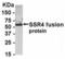 Signal Sequence Receptor Subunit 4 antibody, XW-8136, ProSci, Western Blot image 