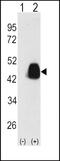 Pyruvate Dehydrogenase Complex Component X antibody, PA5-11897, Invitrogen Antibodies, Western Blot image 