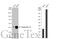 Keratin 19 antibody, GTX134696, GeneTex, Western Blot image 