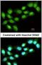 Protein arginine N-methyltransferase 5 antibody, PA5-30383, Invitrogen Antibodies, Immunofluorescence image 