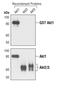 Akt antibody, MA5-14898, Invitrogen Antibodies, Western Blot image 