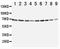 Annexin A6 antibody, LS-C312598, Lifespan Biosciences, Western Blot image 