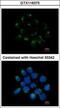 Carnosine Dipeptidase 2 antibody, GTX116375, GeneTex, Immunofluorescence image 