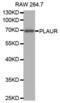 Plasminogen Activator, Urokinase Receptor antibody, abx001219, Abbexa, Western Blot image 