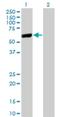 Leucine Aminopeptidase 3 antibody, H00051056-M02, Novus Biologicals, Western Blot image 