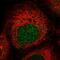 Zinc Finger Protein 577 antibody, NBP2-31026, Novus Biologicals, Immunofluorescence image 