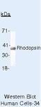 Rhodopsin antibody, MA5-11738, Invitrogen Antibodies, Western Blot image 