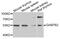 GA Binding Protein Transcription Factor Subunit Beta 1 antibody, PA5-76149, Invitrogen Antibodies, Western Blot image 