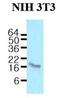 Calmodulin antibody, NBP1-04268, Novus Biologicals, Western Blot image 