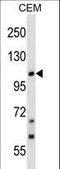 Transient Receptor Potential Cation Channel Subfamily C Member 7 antibody, LS-C160231, Lifespan Biosciences, Western Blot image 