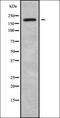 Alpha 1,4-Galactosyltransferase (P Blood Group) antibody, orb338398, Biorbyt, Western Blot image 